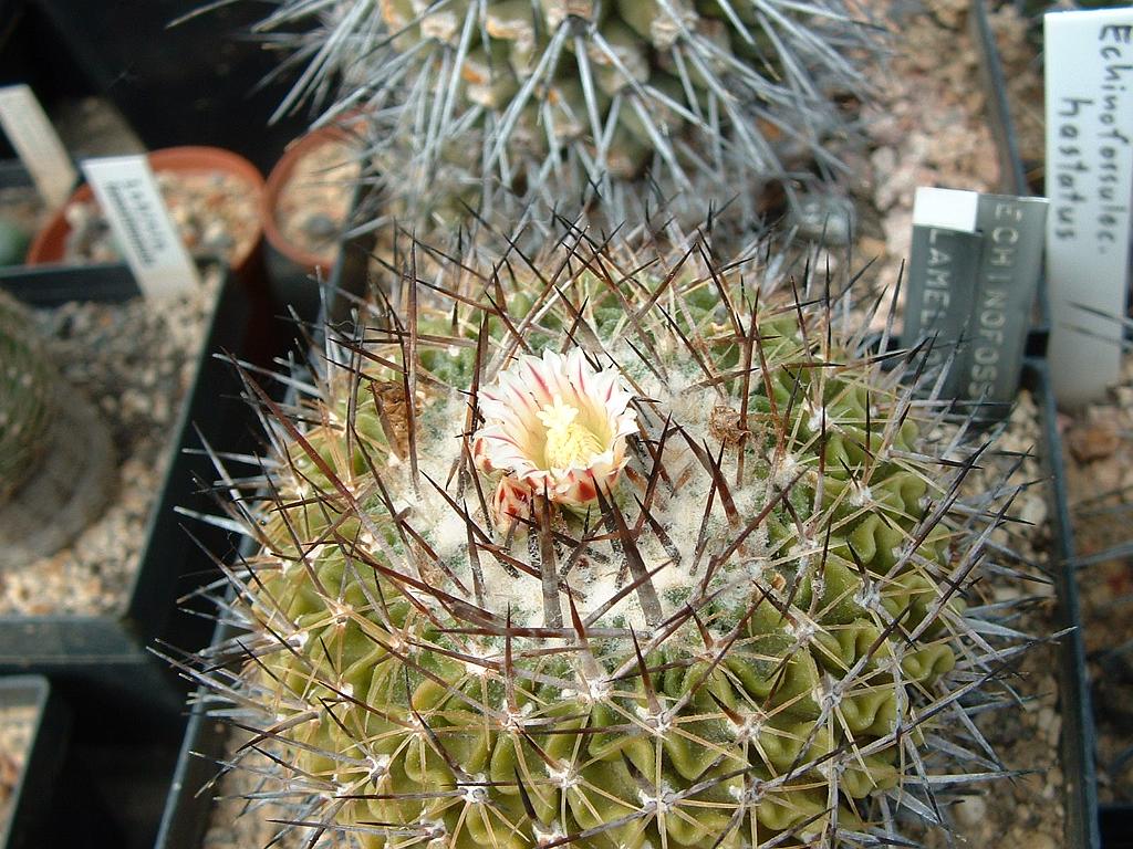 Echinofossulocactus lamellosus.JPG